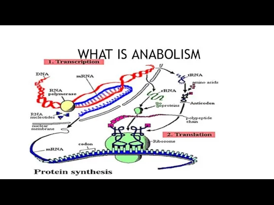 WHAT IS ANABOLISM