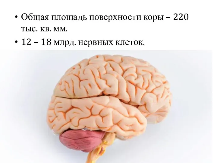 Общая площадь поверхности коры – 220 тыс. кв. мм. 12 – 18 млрд. нервных клеток.