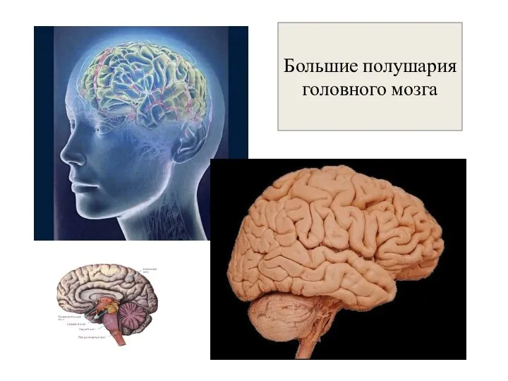 Большие полушария головного мозга