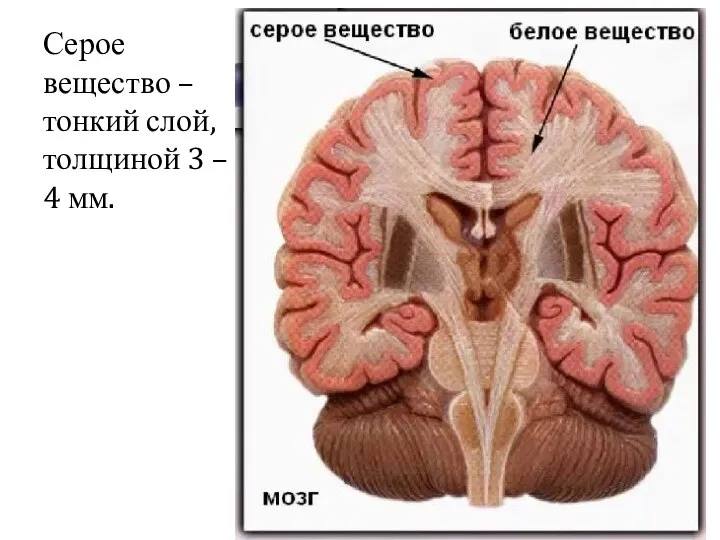 Серое вещество – тонкий слой, толщиной 3 – 4 мм.