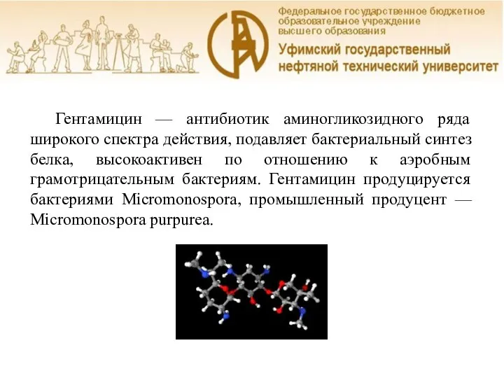 Гентамицин — антибиотик аминогликозидного ряда широкого спектра действия, подавляет бактериальный синтез