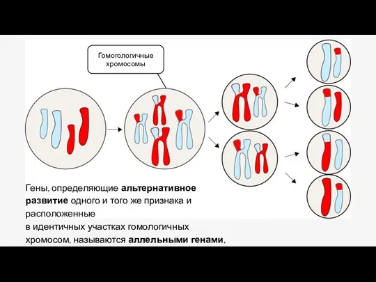 Гены, определяющие альтернативное развитие одного и того же признака и расположенные