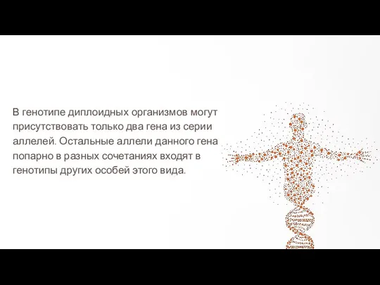 В генотипе диплоидных организмов могут присутствовать только два гена из серии