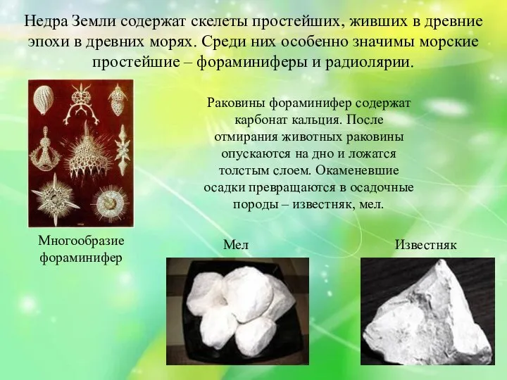 Недра Земли содержат скелеты простейших, живших в древние эпохи в древних