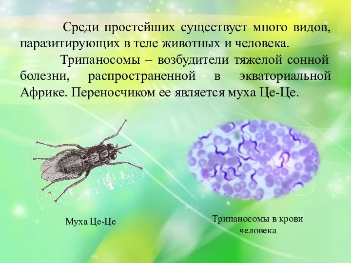 Среди простейших существует много видов, паразитирующих в теле животных и человека.