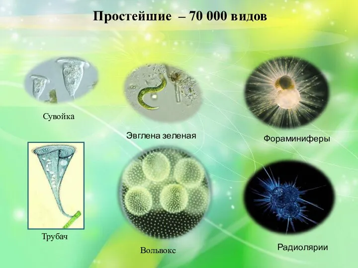 Простейшие – 70 000 видов Эвглена зеленая Вольвокс Трубач Фораминиферы Радиолярии