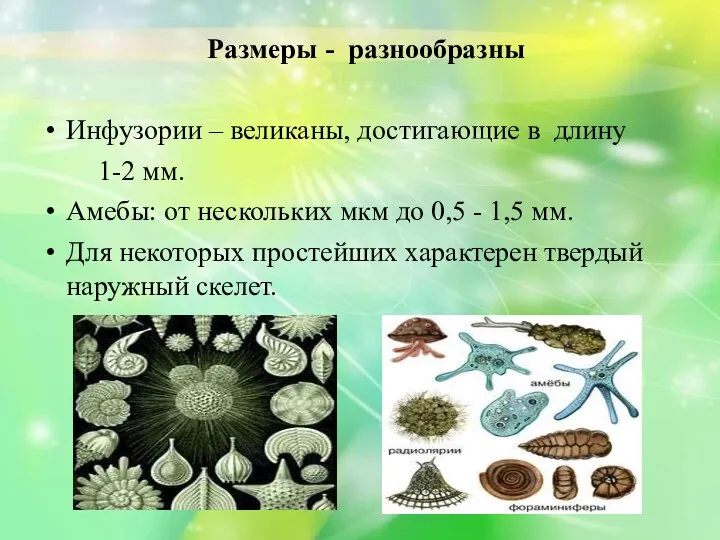 Размеры - разнообразны Инфузории – великаны, достигающие в длину 1-2 мм.