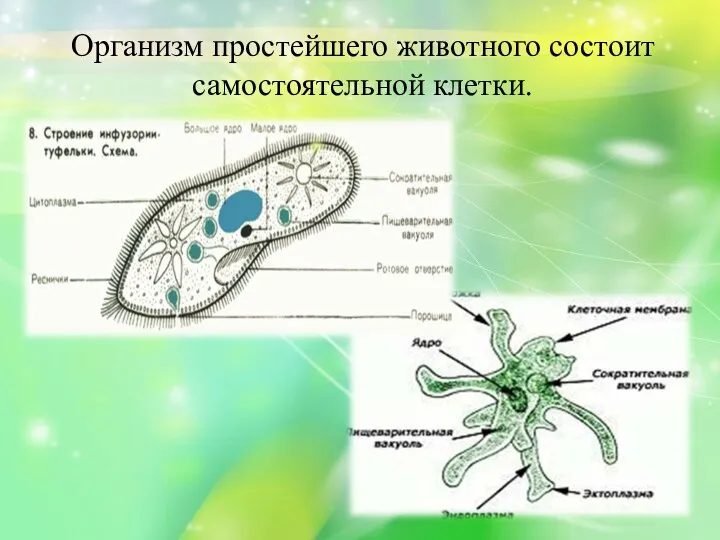 Организм простейшего животного состоит самостоятельной клетки.