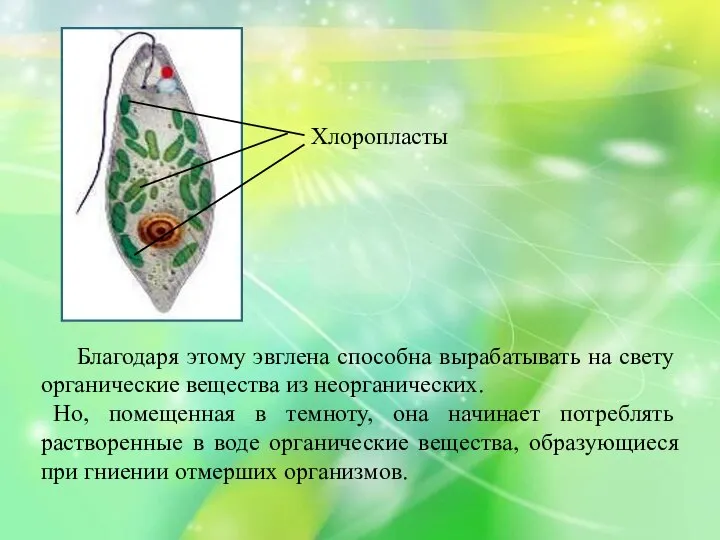 Благодаря этому эвглена способна вырабатывать на свету органические вещества из неорганических.