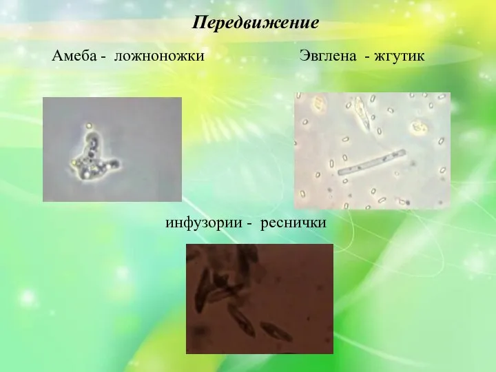 Передвижение Эвглена - жгутик Амеба - ложноножки инфузории - реснички