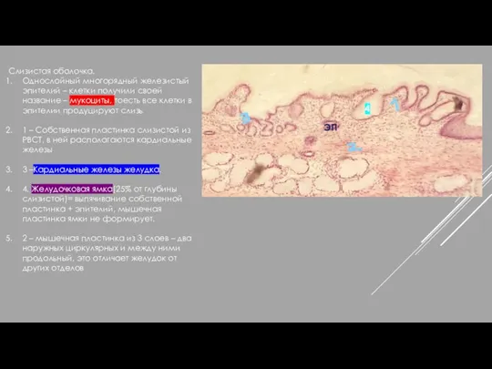 Слизистая оболочка. Однослойный многорядный железистый эпителий – клетки получили своей название