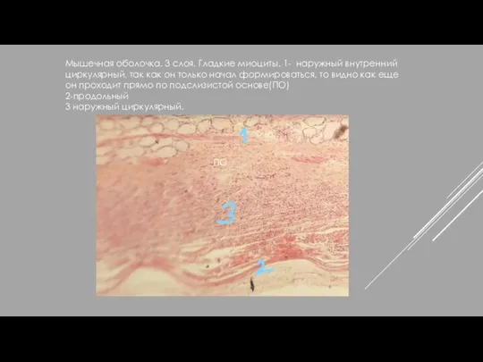 Мышечная оболочка. 3 слоя. Гладкие миоциты. 1- наружный внутренний циркулярный, так