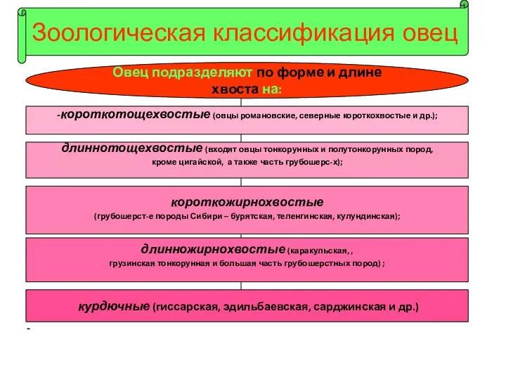 - Зоологическая классификация овец Овец подразделяют по форме и длине хвоста