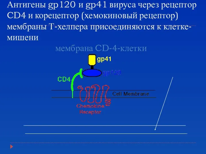 Антигены gp120 и gp41 вируса через рецептор CD4 и корецептор (хемокиновый