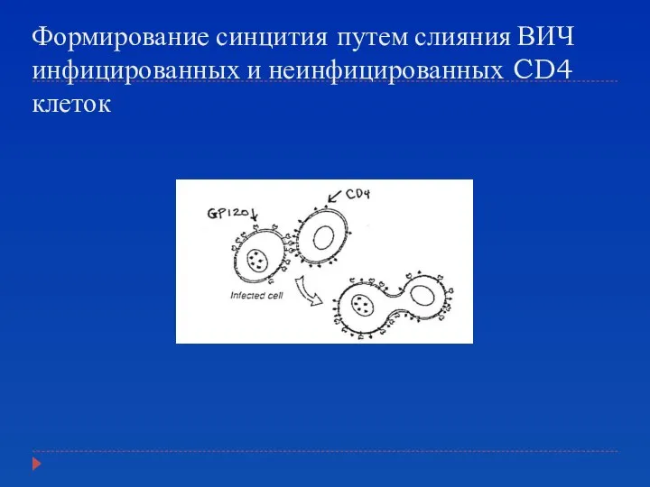 Формирование синцития путем слияния ВИЧ инфицированных и неинфицированных CD4 клеток