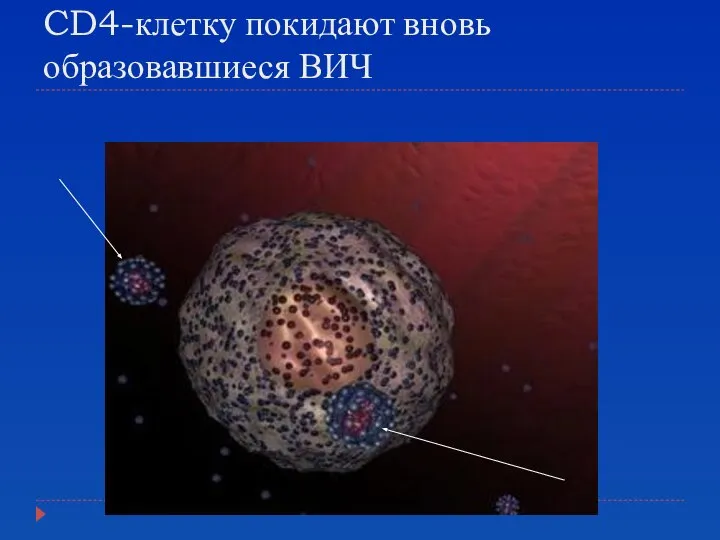 CD4-клетку покидают вновь образовавшиеся ВИЧ