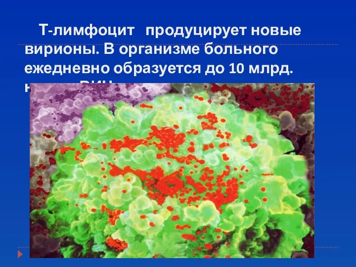 Т-лимфоцит продуцирует новые вирионы. В организме больного ежедневно образуется до 10 млрд. новых ВИЧ