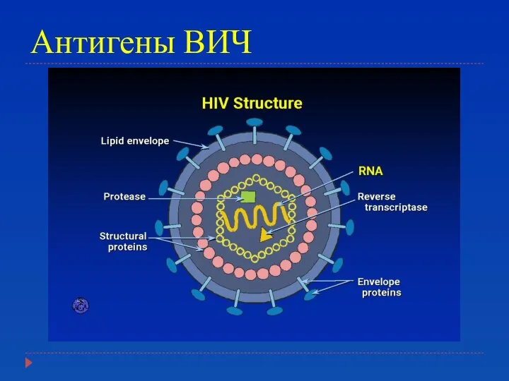 Антигены ВИЧ