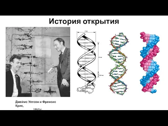 История открытия Джеймс Уотсон и Френсис Крик, 1953 г.