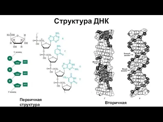 Структура ДНК Первичная структура Вторичная структура