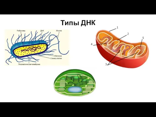 Типы ДНК