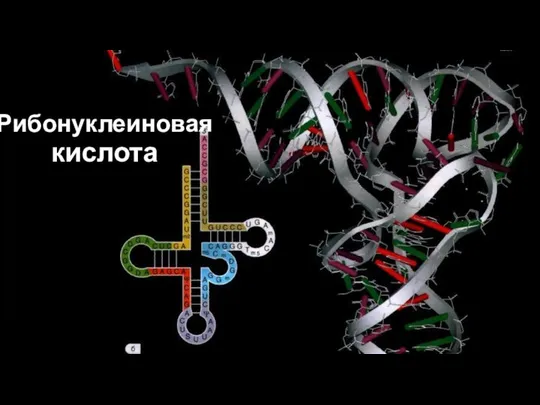 Рибонуклеиновая кислота