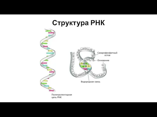 Структура РНК