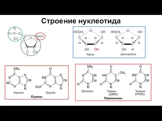 Строение нуклеотида