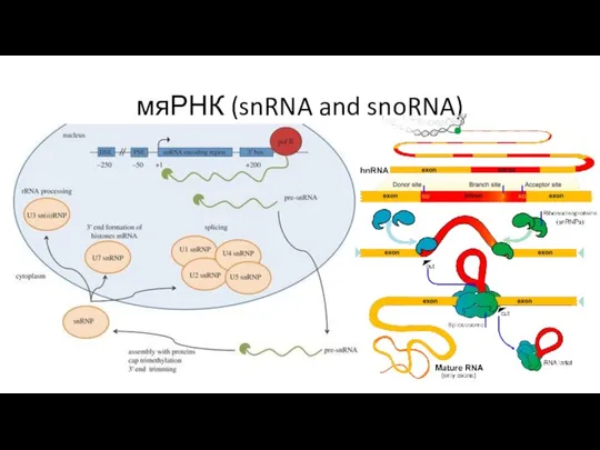 мяРНК (snRNA and snoRNA)