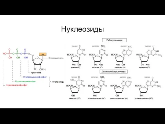 Нуклеозиды