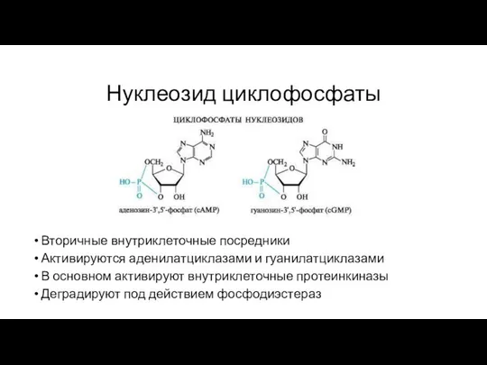 Нуклеозид циклофосфаты Вторичные внутриклеточные посредники Активируются аденилатциклазами и гуанилатциклазами В основном