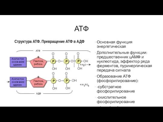 АТФ Основная функция энергетическая Дополнительные функции: предшественник цАМФ и нуклеотида, эффектор