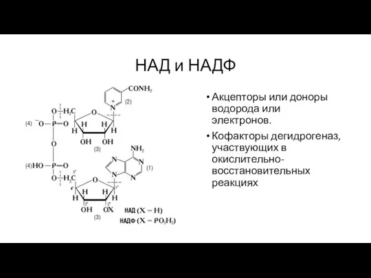 НАД и НАДФ Акцепторы или доноры водорода или электронов. Кофакторы дегидрогеназ, участвующих в окислительно-восстановительных реакциях