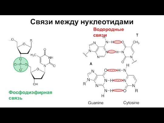 Связи между нуклеотидами Фосфодиэфирная связь Водородные связи