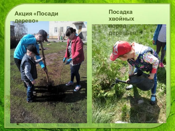 Акция «Посади дерево» Посадка хвойных пород деревьев