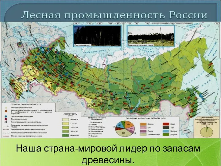Наша страна-мировой лидер по запасам древесины.