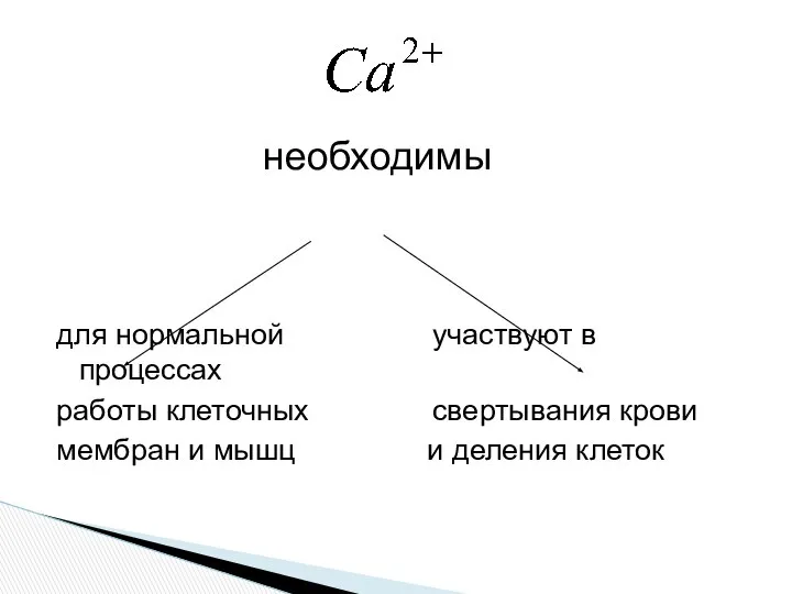 необходимы для нормальной участвуют в процессах работы клеточных свертывания крови мембран и мышц и деления клеток