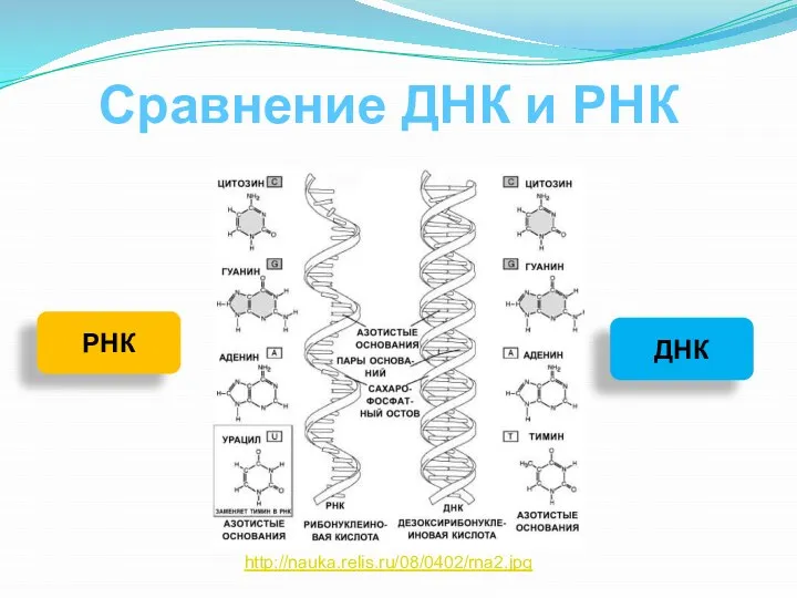 Сравнение ДНК и РНК РНК ДНК http://nauka.relis.ru/08/0402/rna2.jpg