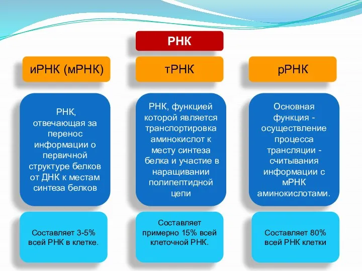 РНК иРНК (мРНК) тРНК рРНК РНК, отвечающая за перенос информации о