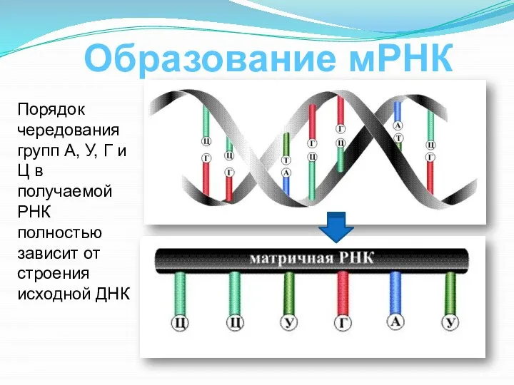 Образование мРНК Порядок чередования групп А, У, Г и Ц в