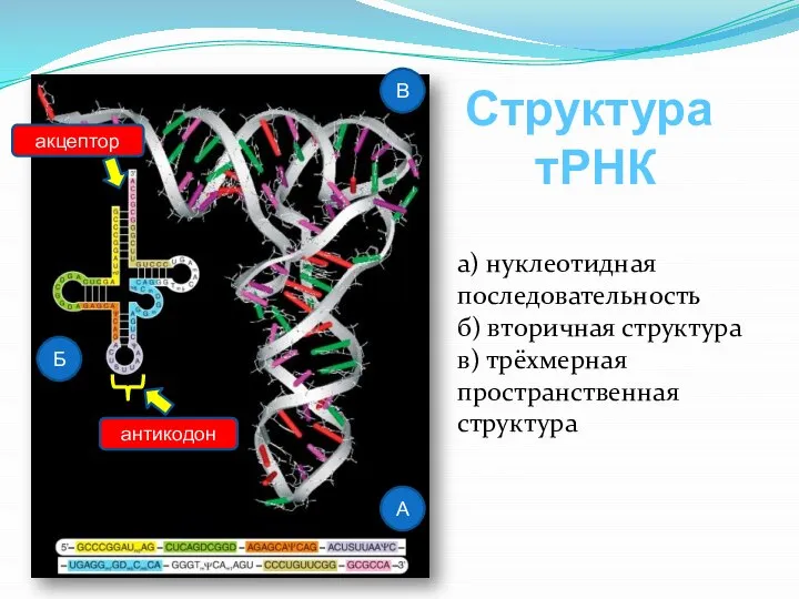 а) нуклеотидная последовательность б) вторичная структура в) трёхмерная пространственная структура А