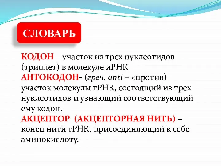 СЛОВАРЬ КОДОН – участок из трех нуклеотидов (триплет) в молекуле иРНК