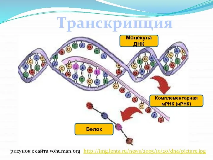 Транскрипция Молекула ДНК Комплементарная мРНК (иРНК) Белок рисунок с сайта vohuman.org http://img.lenta.ru/news/2005/10/20/dna/picture.jpg