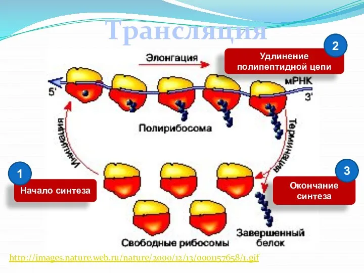 Трансляция http://images.nature.web.ru/nature/2000/12/13/0001157658/1.gif Начало синтеза Удлинение полипептидной цепи 2 1 Окончание синтеза 3