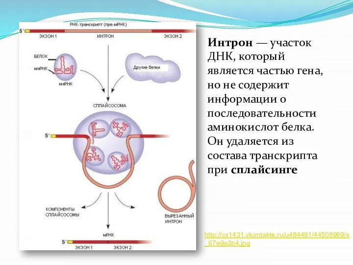 Интрон — участок ДНК, который является частью гена, но не содержит