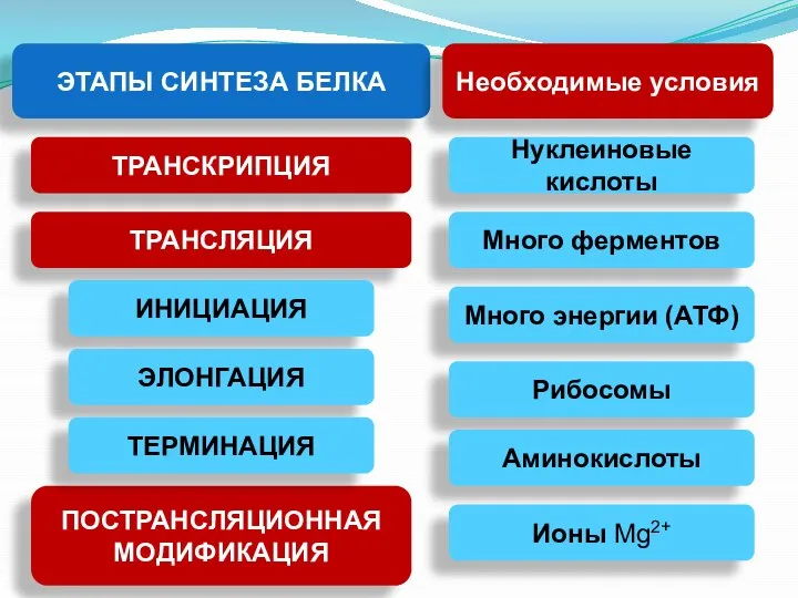 ЭТАПЫ СИНТЕЗА БЕЛКА ТРАНСКРИПЦИЯ ТРАНСЛЯЦИЯ ПОСТРАНСЛЯЦИОННАЯ МОДИФИКАЦИЯ ИНИЦИАЦИЯ ЭЛОНГАЦИЯ ТЕРМИНАЦИЯ Необходимые