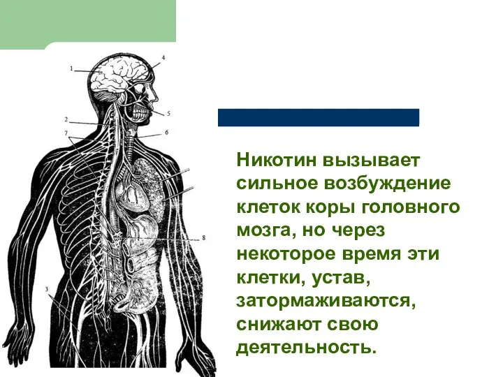 Никотин вызывает сильное возбуждение клеток коры головного мозга, но через некоторое