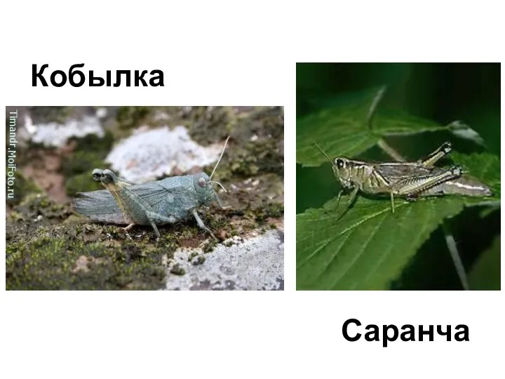 Кобылка Саранча