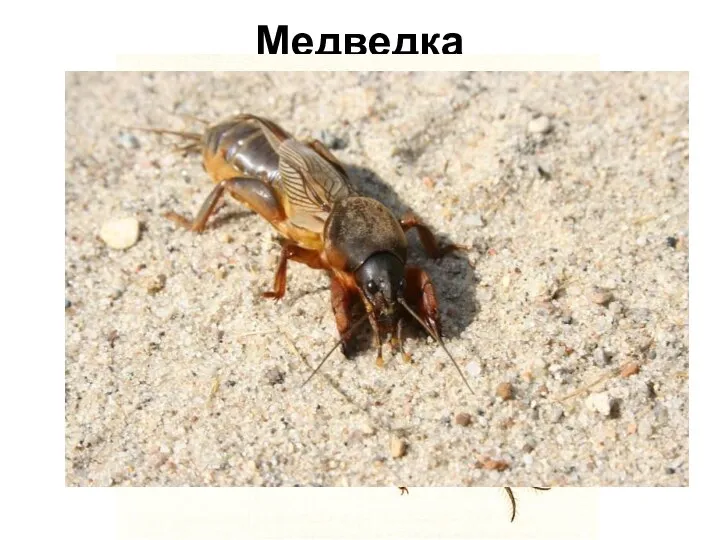 Медведка