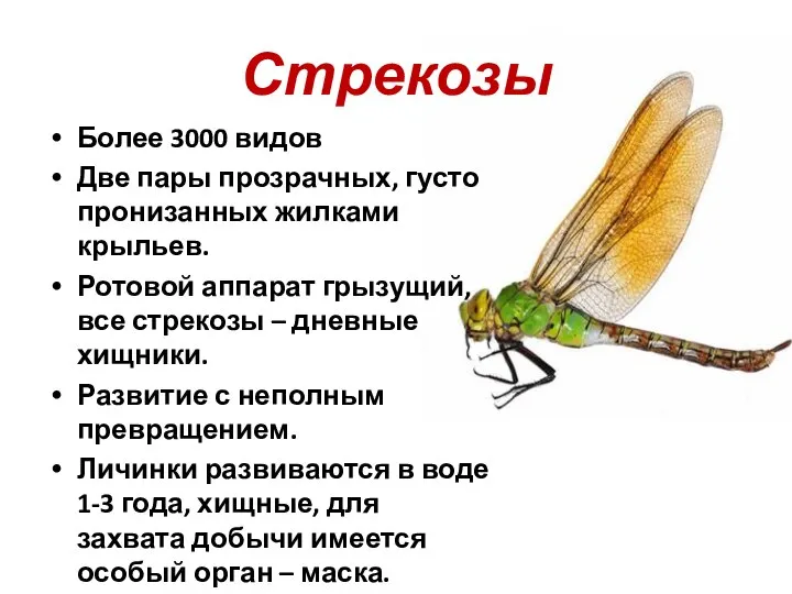 Стрекозы Более 3000 видов Две пары прозрачных, густо пронизанных жилками крыльев.